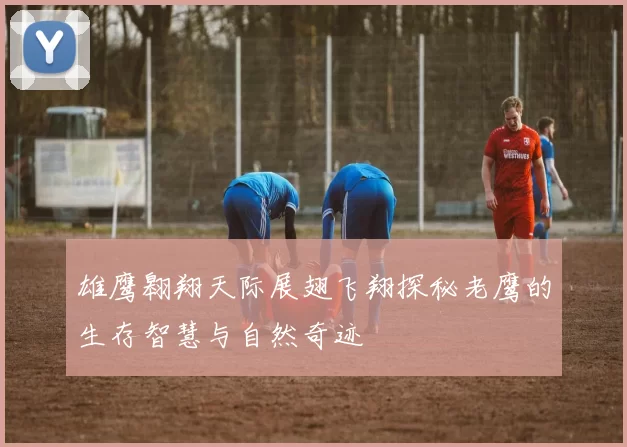 雄鹰翱翔天际展翅飞翔探秘老鹰的生存智慧与自然奇迹